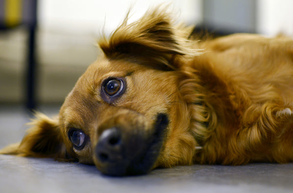 dog suffering from separation anxiety natural ways to fight separation anxiety