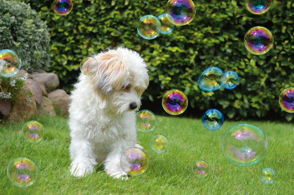 dog with bubbles are bubbles safe for dogs