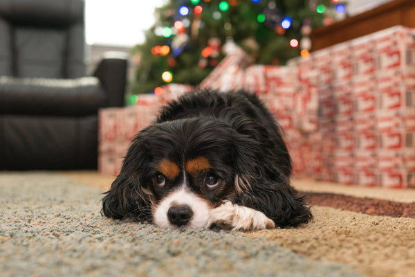 dog with christmas gift and tree the best christmas gift for your dog