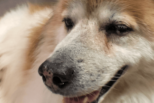 dog with tear stains