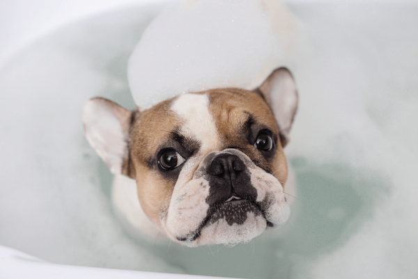french bulldog bubbles bath tub bath time french bulldog care