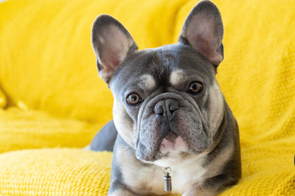 french bulldog yellow background 7 things to know before getting a frenchie