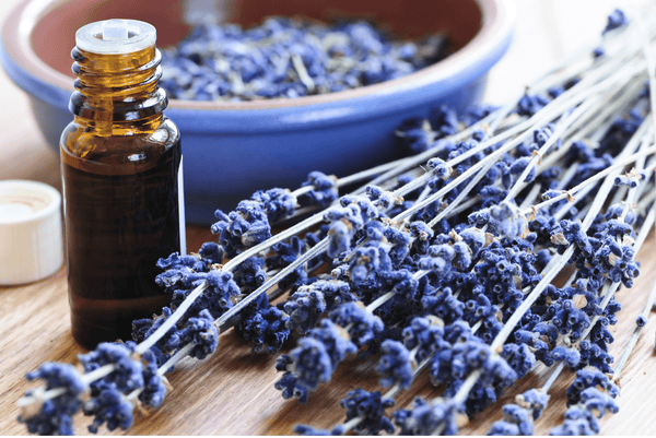 lavender essential oil safe for dogs?