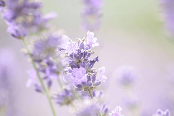 lavender lavender essential oil
