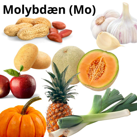 Molybdæn