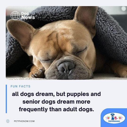 all dogs dream, but puppies and senior dogs dream more frequently than adult dogs.