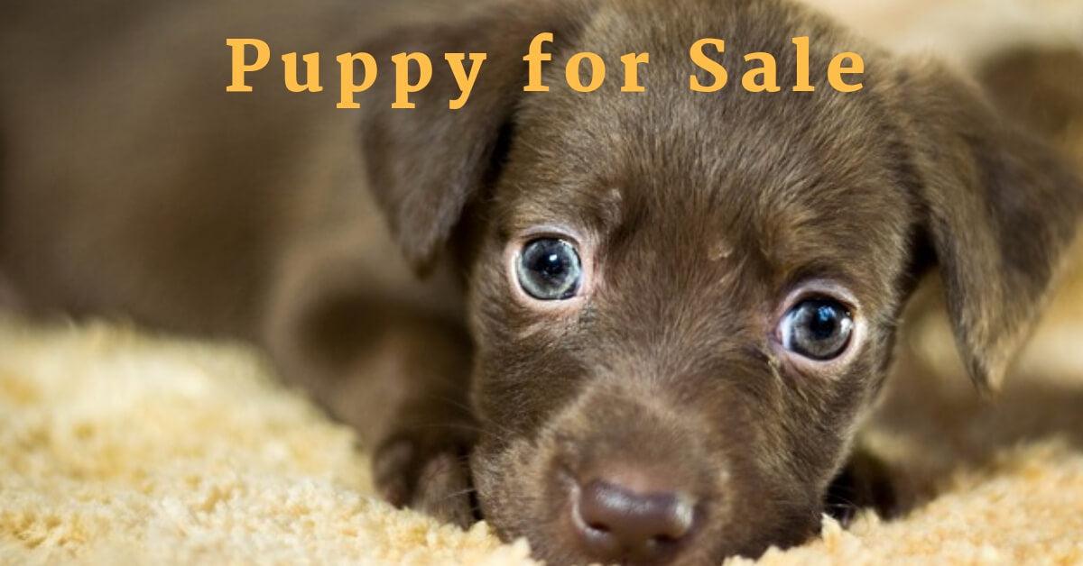 Puppy For Sale