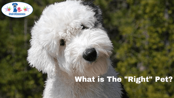 What is The "Right" Pet