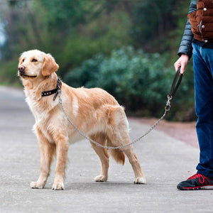 chain dog collars and leashes