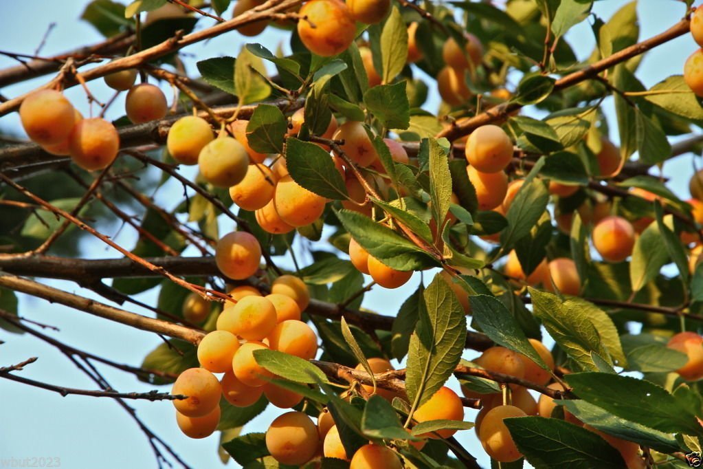 Nance Fruit Tree Byrsonima Crassifolia Tropical Fruit Sow Exotic