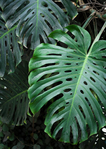 How To Grow Amazing Monstera Plants Plant Care Do S Don Ts