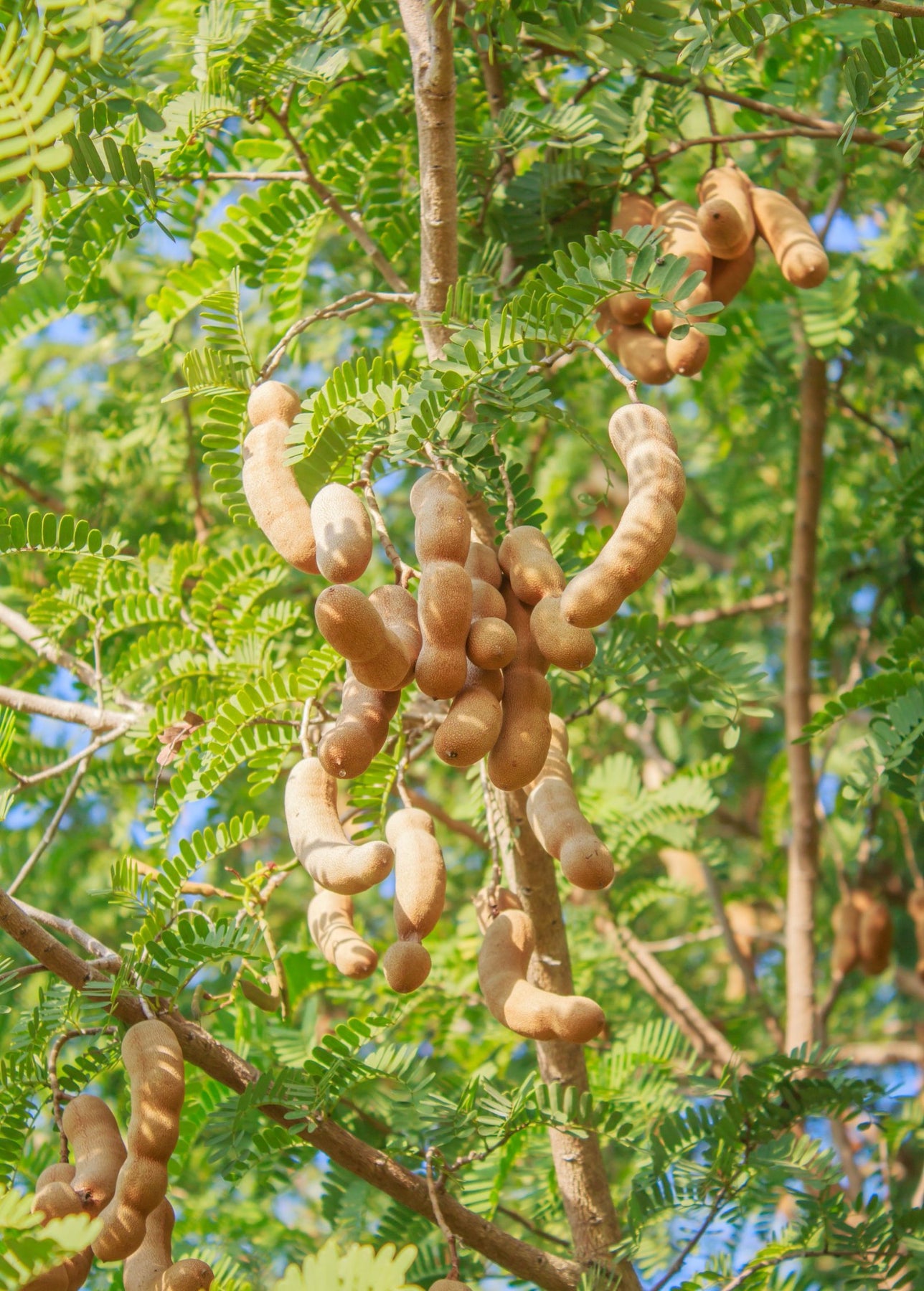 Tamarind Fruit Tree Sow Exotic