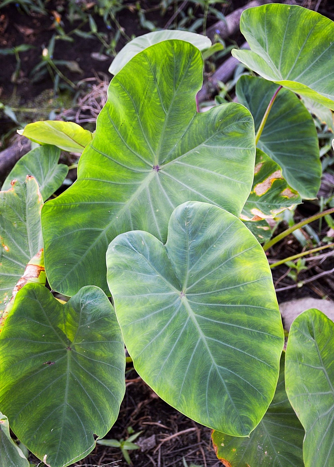 Taro Plant Red Sow Exotic