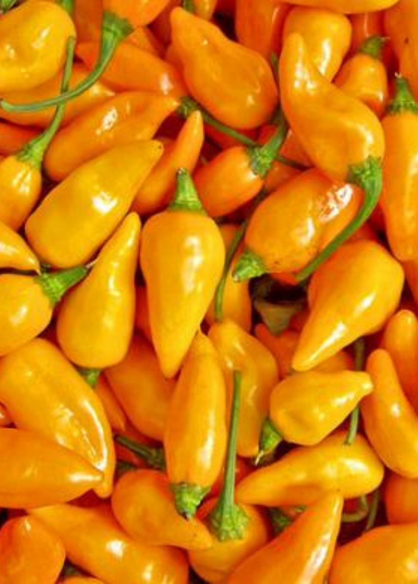 Турецкие острые перчики желтые. Capsicum chinense Сковилл. Capsicum chinense ‘Dátil’ сорта перца. Перец Бибер турецкий семена.