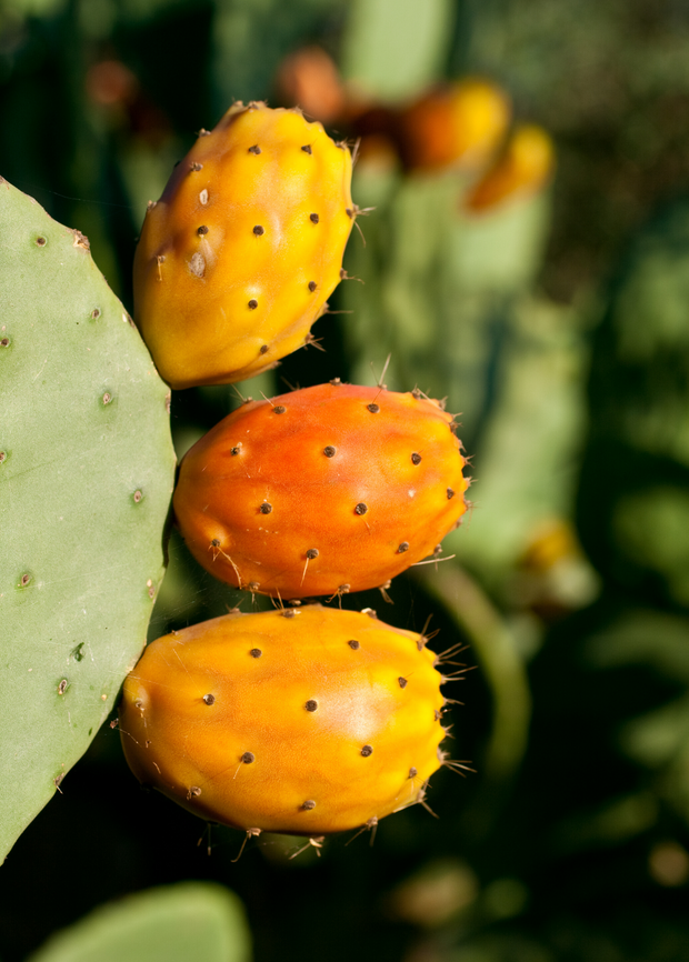Mexican Tuna Prickly Pear Cactus Fruit Plant, Opuntia ficus-indica