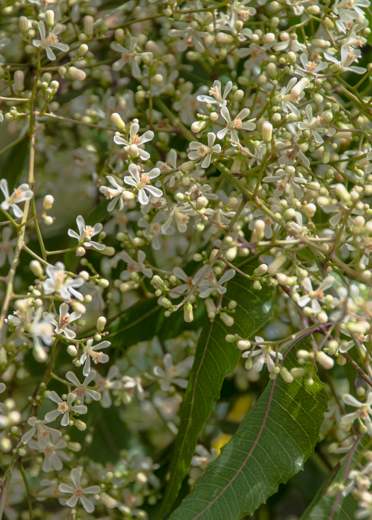 neem tree flower