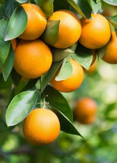 Honey Mandarin Tree  Tangerines Tree From Paradise Nursery