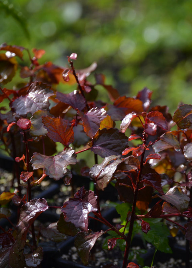 Red Leaf Cranberry Hibiscus Plant Sow Exotic