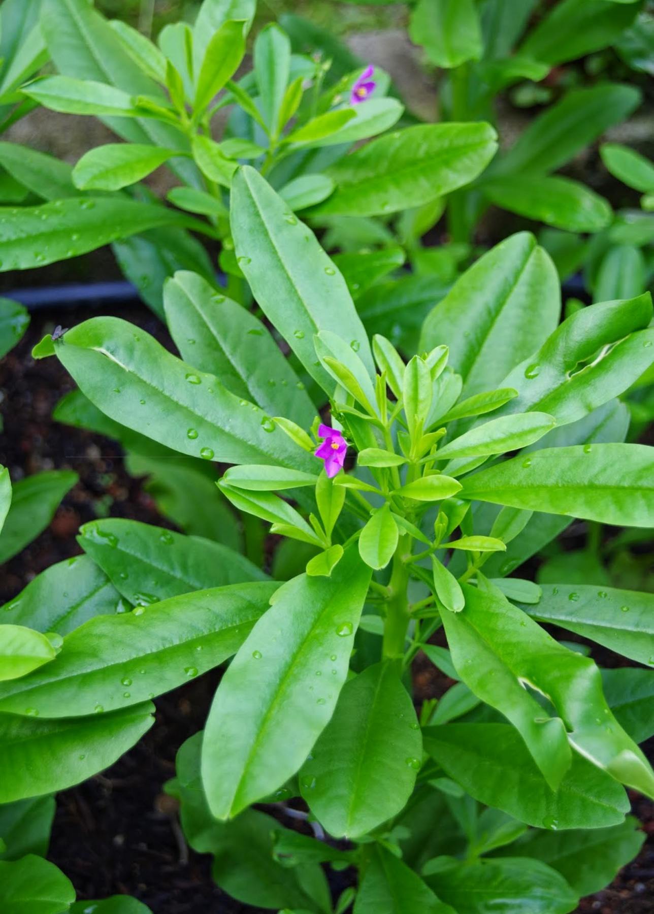 Ochtend Toeschouwer Natura Java Ginseng Plant | Medicinal Herb | Sow Exotic