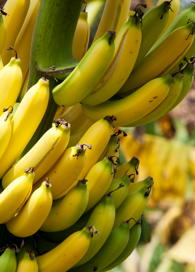 Grand Nain Banana Plant | Delicious Tropical Fruit | Sow Exotic