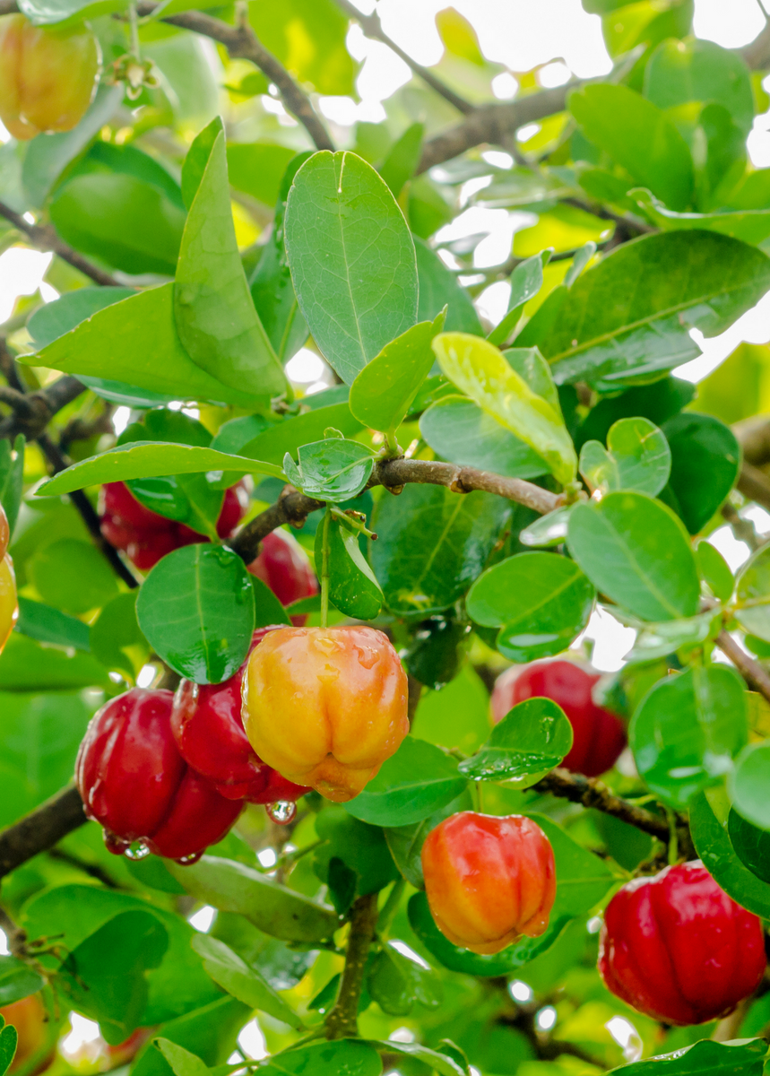 Barbados Cherry Tropical Fruit Tree Sow Exotic