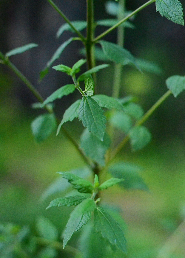 Calea Dream Calea Zacatechichi Medicinal Herb Plant Sow Exotic
