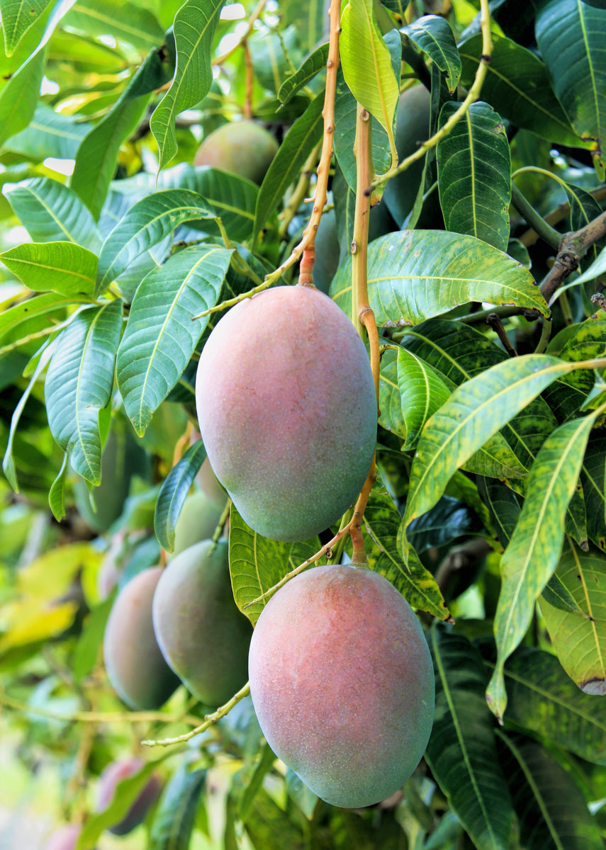 mango fruit