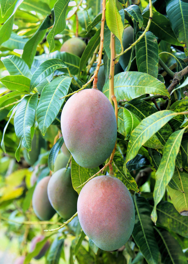 Mango tree photo