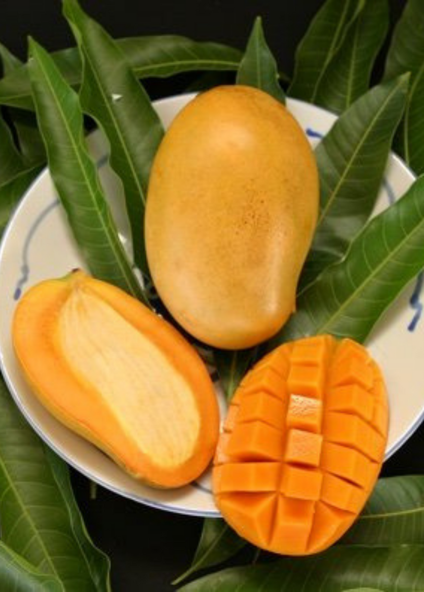 Манго фрукт фото дерева в домашних условиях