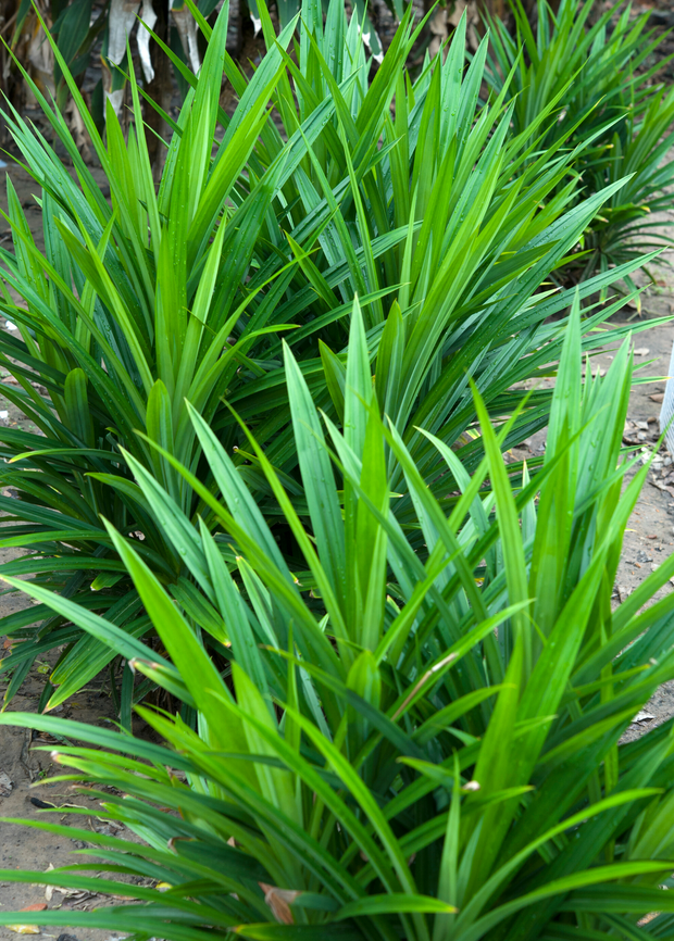 Pandan Leaf (Pandanus amaryllifolius)