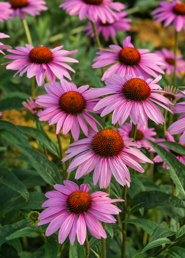 echinacea purpurea purple coneflower leaves