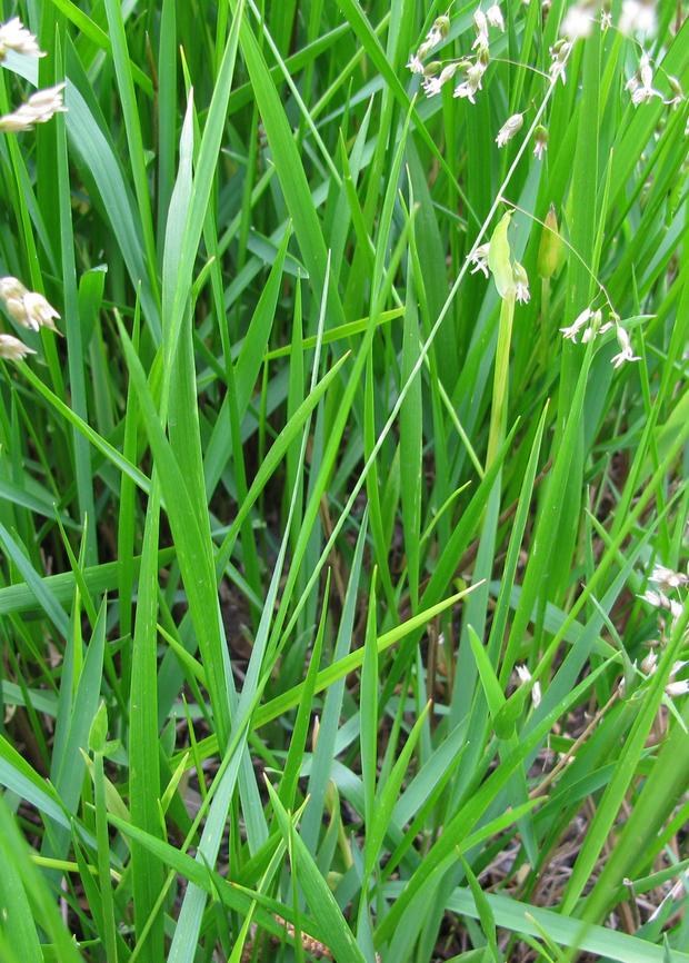 Sweetgrass Plant For Sale Sow Exotic Live Plant For Sale 2 620x ?v=1575503700