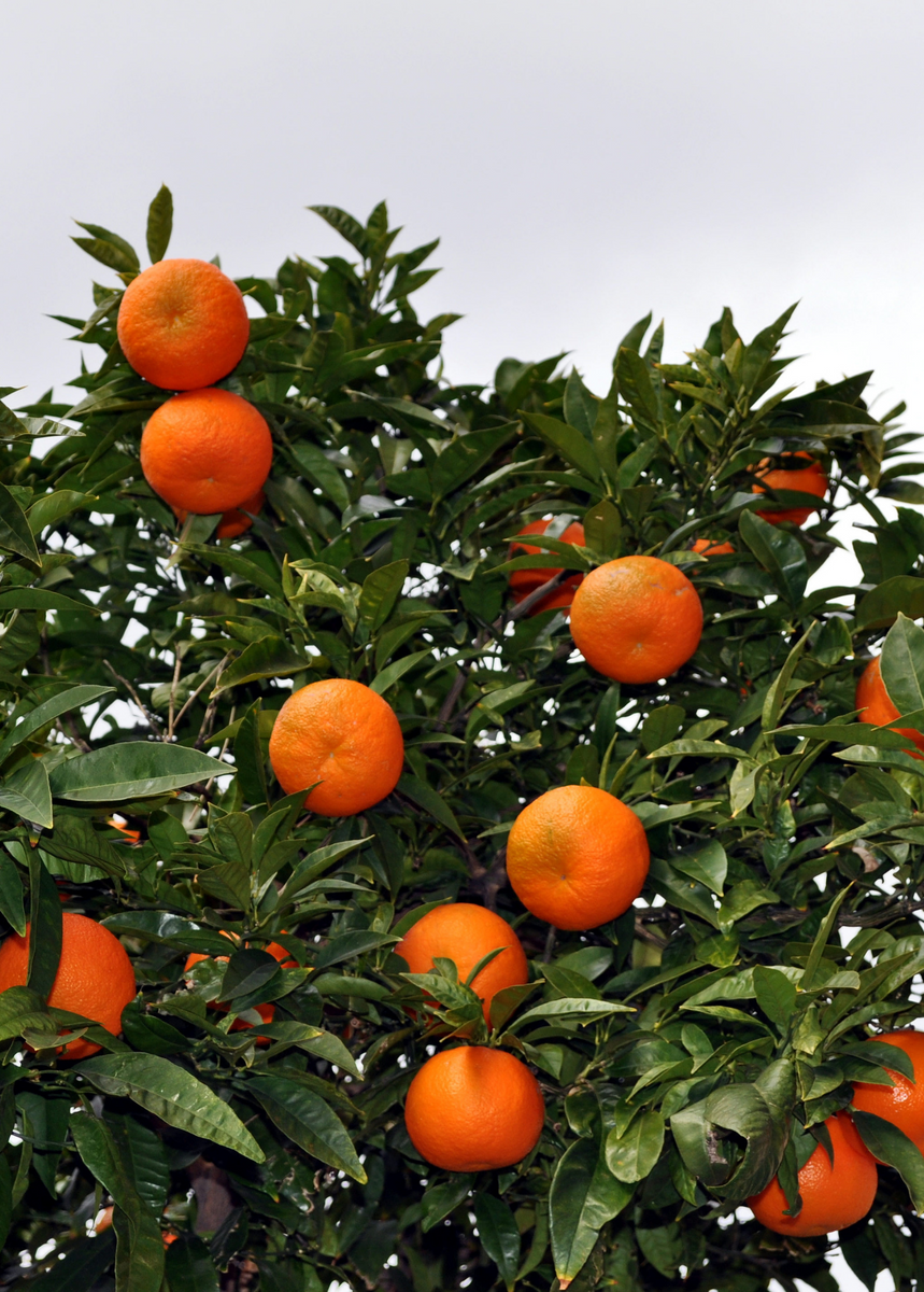 large tangerine fruit