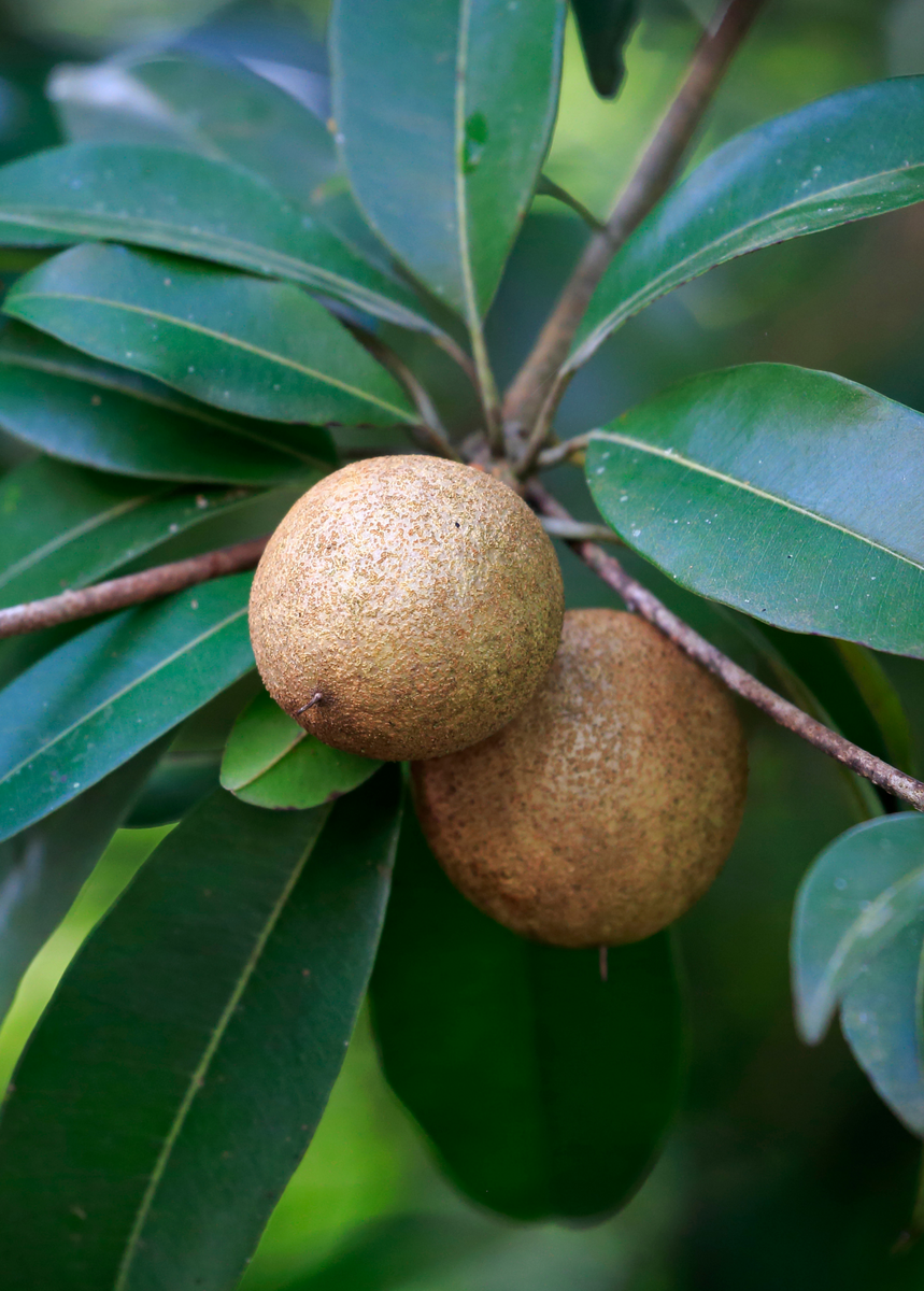 'Tazumal' Mamey Sapote | Rare Tropical Fruit Tree | Sow Exotic