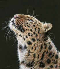 Leopard - Artist Sara Butt S.O.F.A.