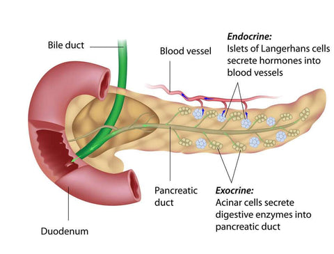 Digestive Nutrients