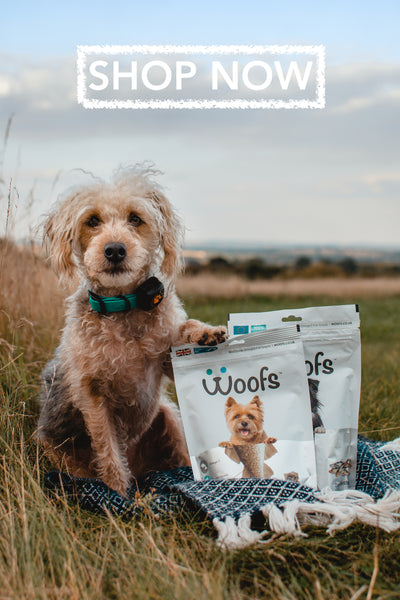 Jackapoo sitting with woofs dog treats pouches