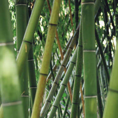 Seamless BH's  Bamboo Basics