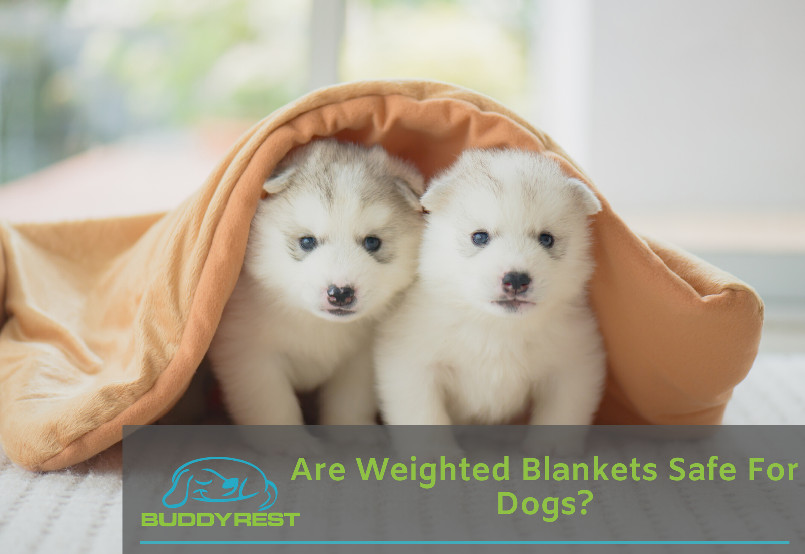 Are Weighted Blankets Safe For Dogs