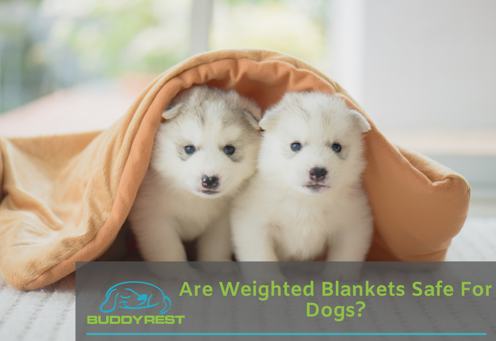 Are Weighted Blankets Safe For Dogs? - buddyrest.com
