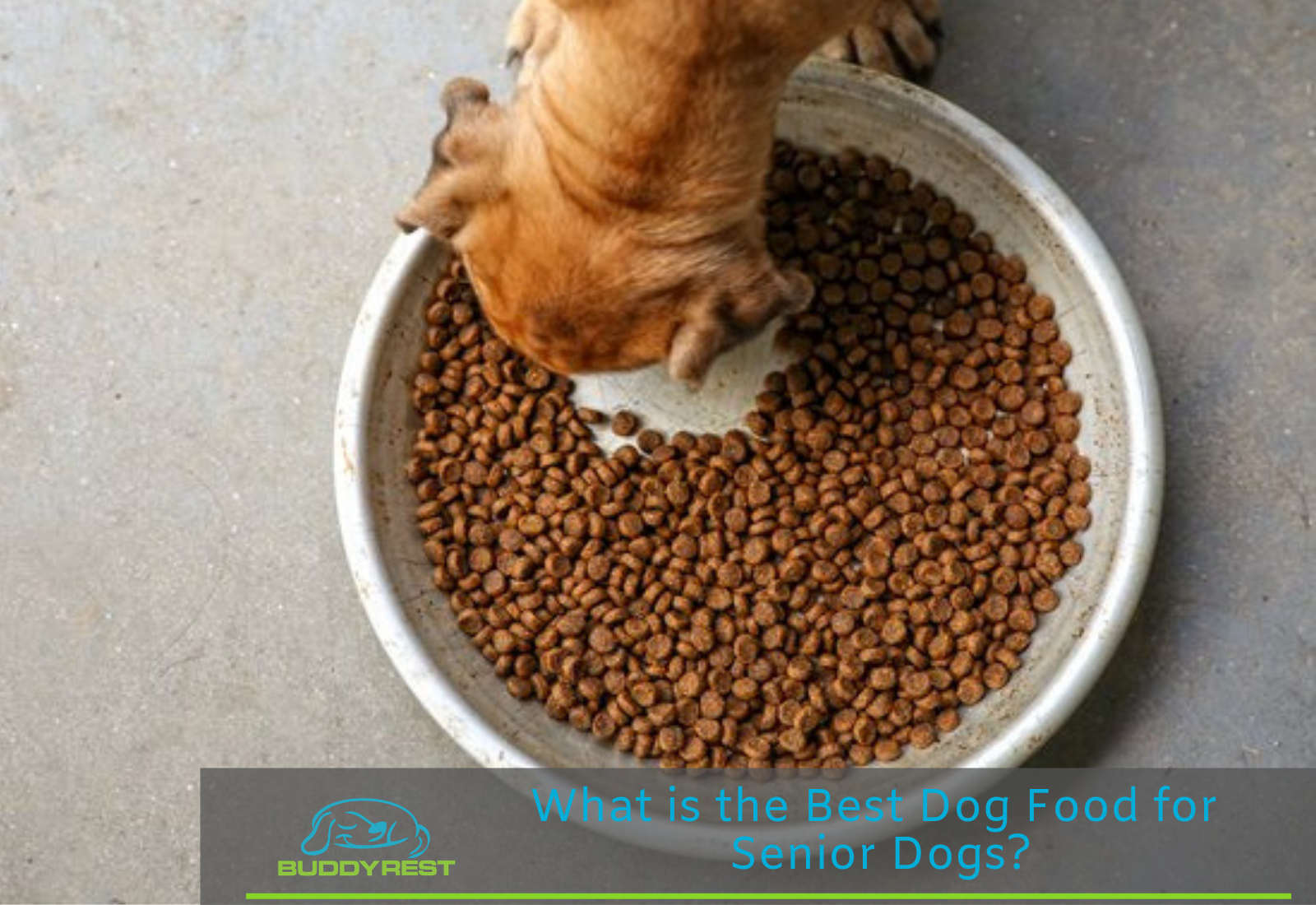 what dog food is best for senior dogs