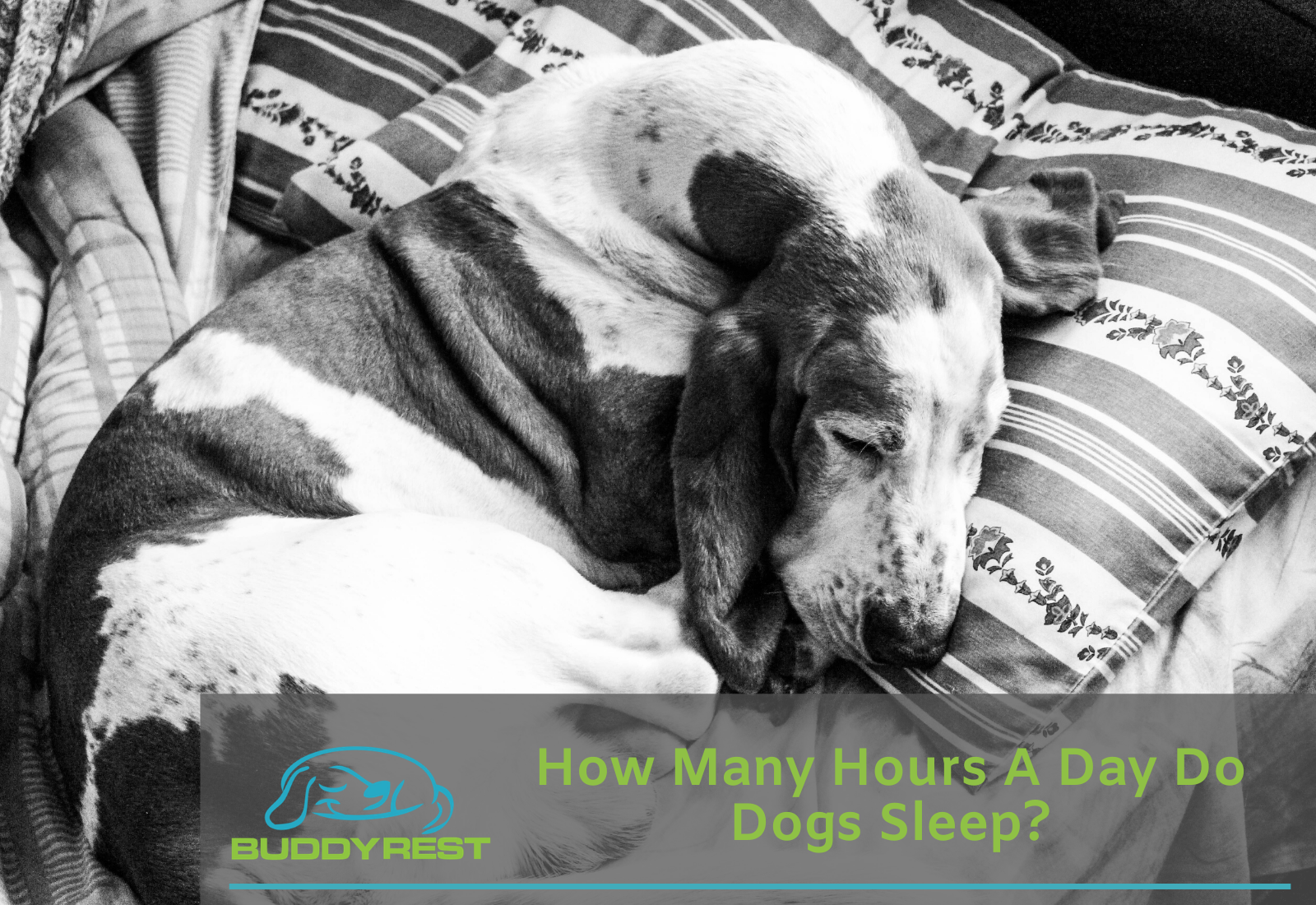 How Many Hours a Day Do Dogs Sleep?