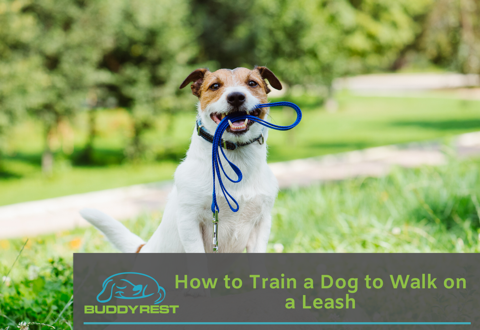 when should you leash train a puppy