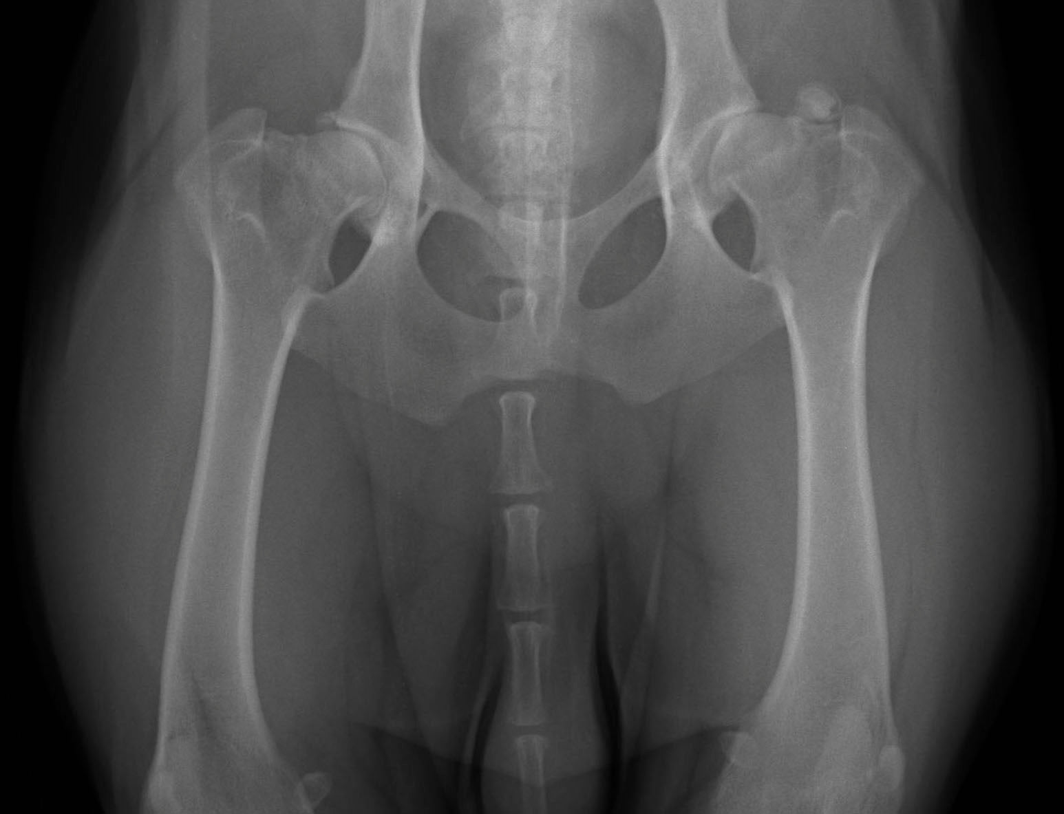 what is canine hip dysplasia
