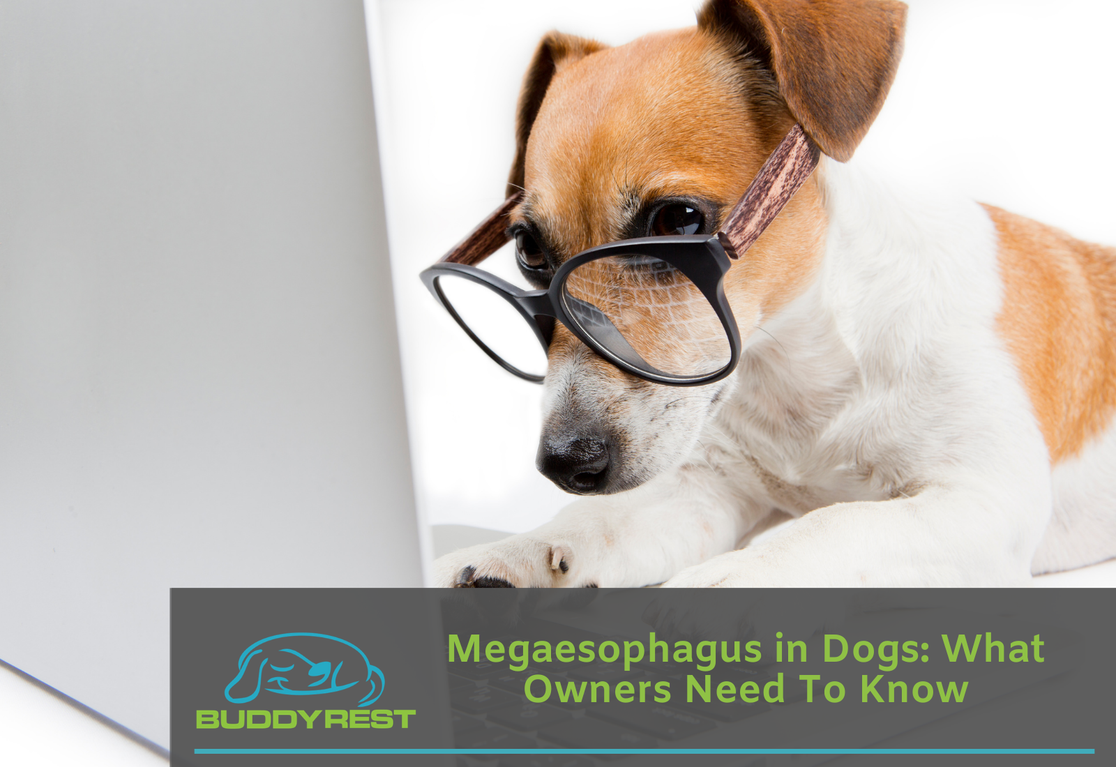 how is megaesophagus treated in dogs