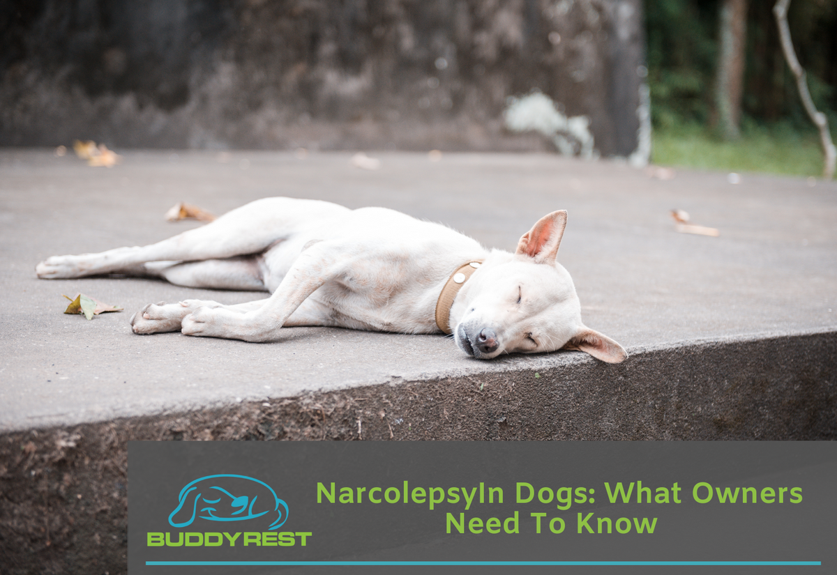 cataplexy narcolepsy dogs