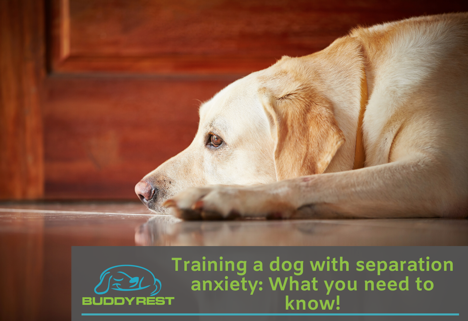 Training A Dog With Separation Anxiety  What You Need To Know 2000x ?v=1586548262