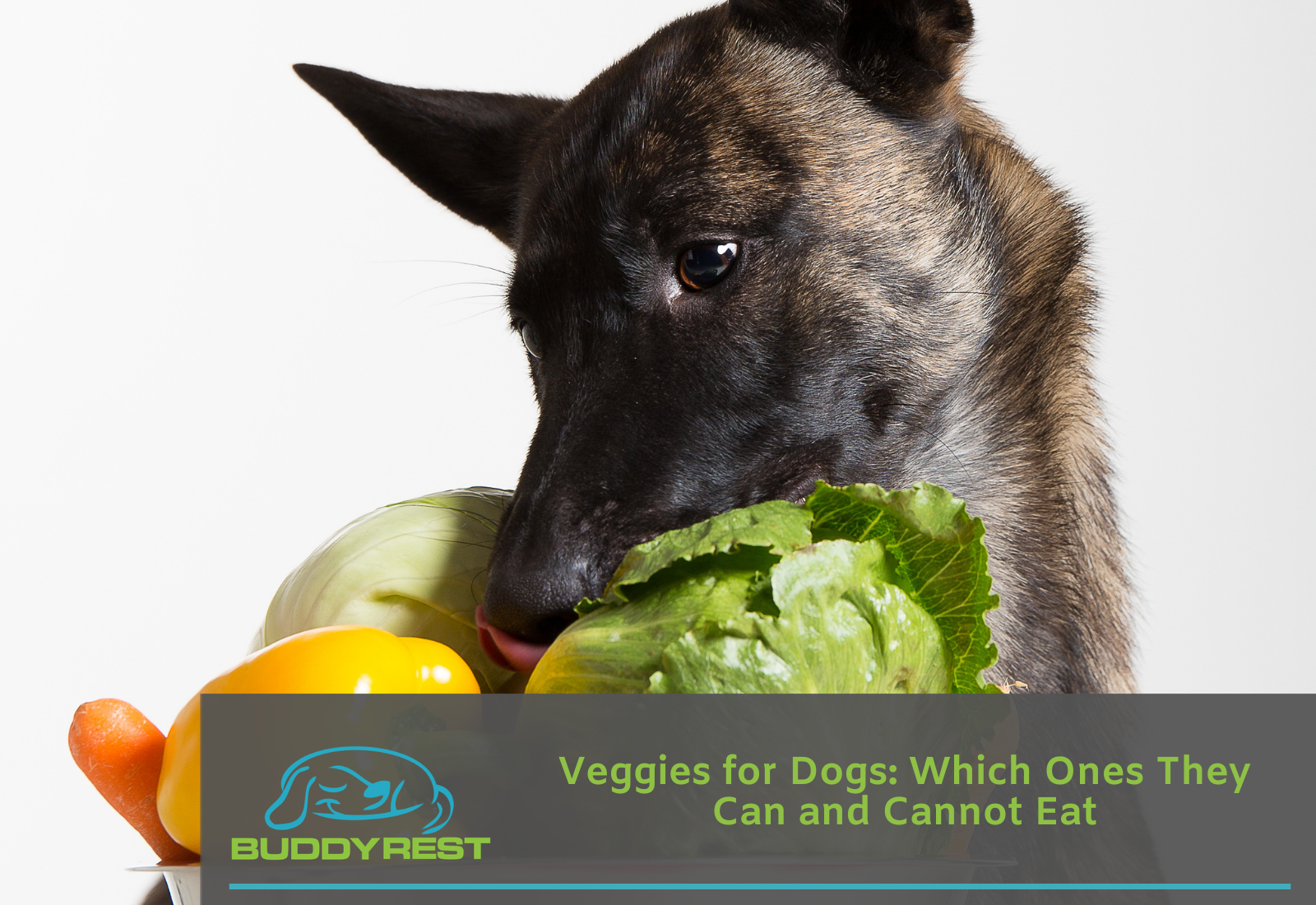 can greyhounds eat celery