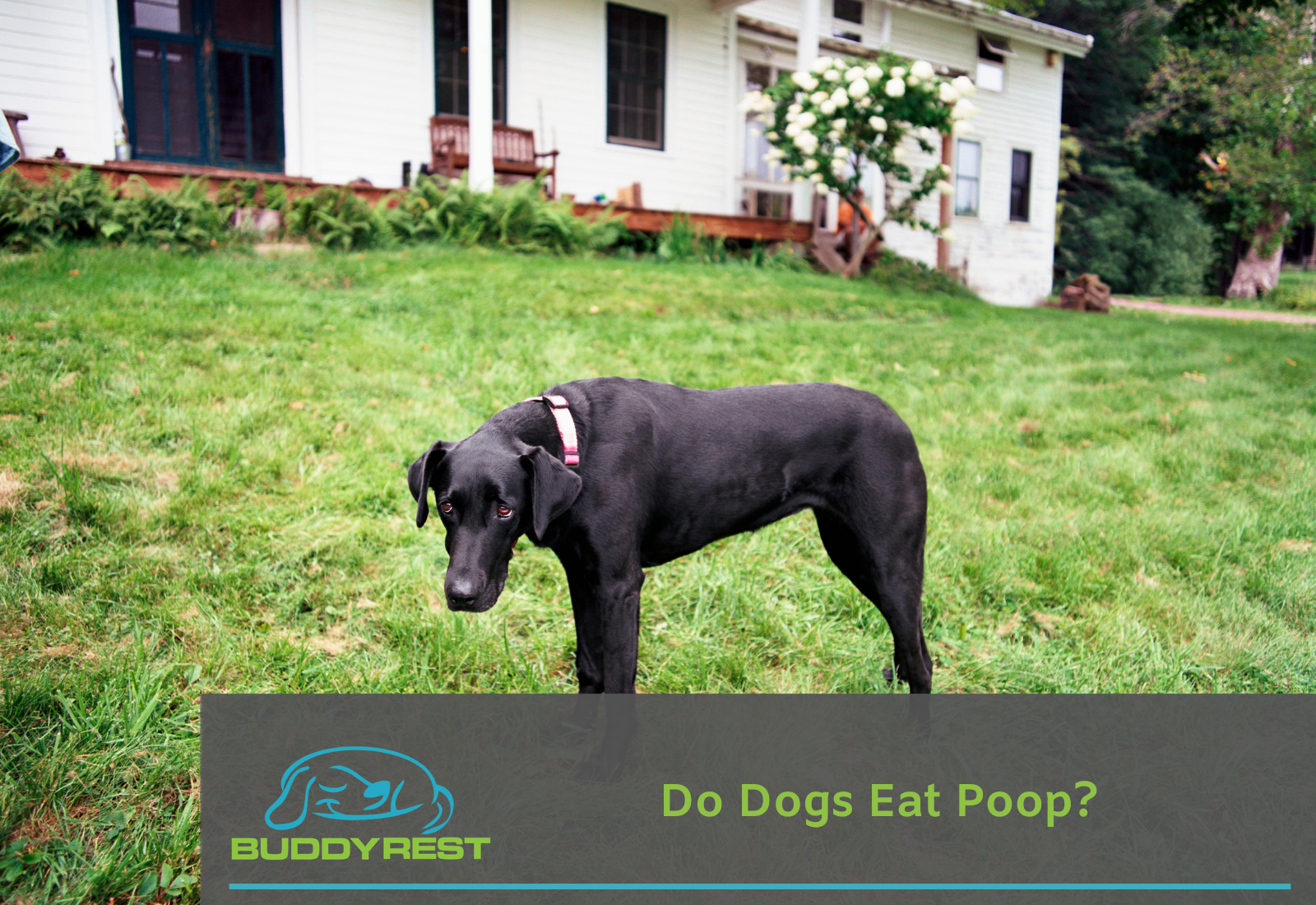 will my puppy outgrow eating poop