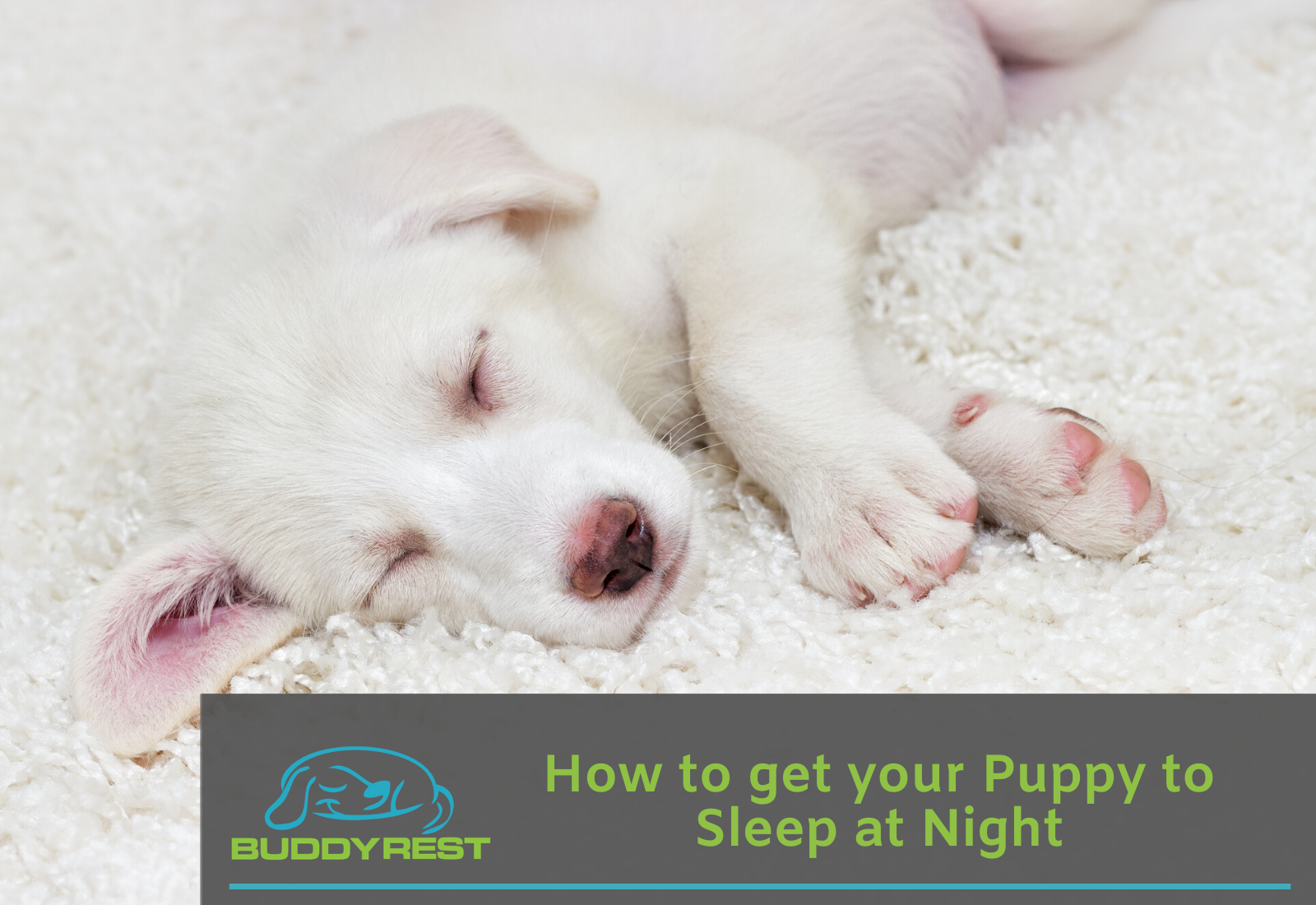 How To Get Your Puppy To Sleep At Night Buddyrest Com